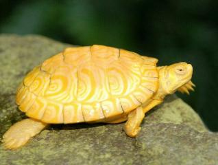 Генетична мутація зробила з черепахи об'єкт поклоніння