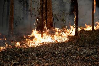 Через австралійські лісові пожежі повністю зник один із видів тварин 