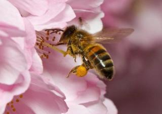 У Британії на фермах вирощують квіти спеціально для джмелів і бджіл