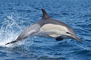 Рятувальна операція: на Херсонщині визволяли дельфінів, які потрапили у пастку
