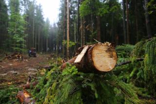В Україні за перше півріччя вдвічі менше незаконно вирубали ліс - Держлісагентство