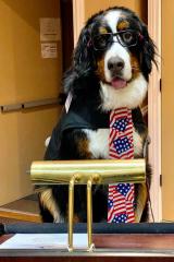 Мером американського міста стала собака: у нього є краватка, окуляри та незвичайні обов'язки