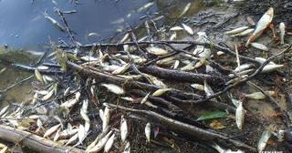 На Житомирщині зафіксували масовий мор риби