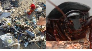 Вчені знайшли жука, який їсть пластик і гуму