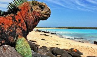 На Галапагоських островах вчені знайшли нові види тварин
