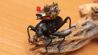 Дослідники створили відеореєстратор для жуків та побачили світ очима комах