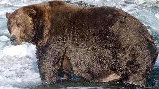 На Алясці вибрали найтовщого ведмедя