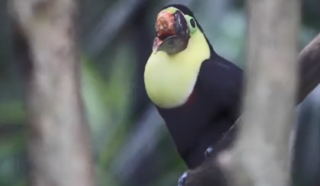 Тукан - обличчя протесту: як птах став символом боротьби за права тварин