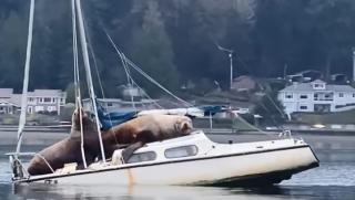 У США морські леви відпочивають на яхті