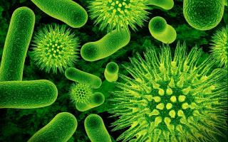 Бактерії – альтернативне паливо для електростанцій